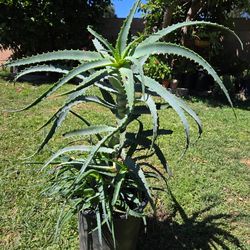 Aloe barbadensis Miller Medesinal