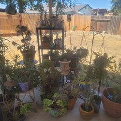 Succulents For Sale