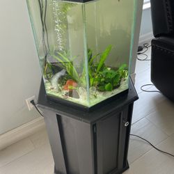 Moneymaker- Hexagon Aquarium With Stand & (10+) Red Shrimp