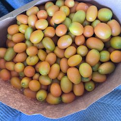 Organic Kumquats 