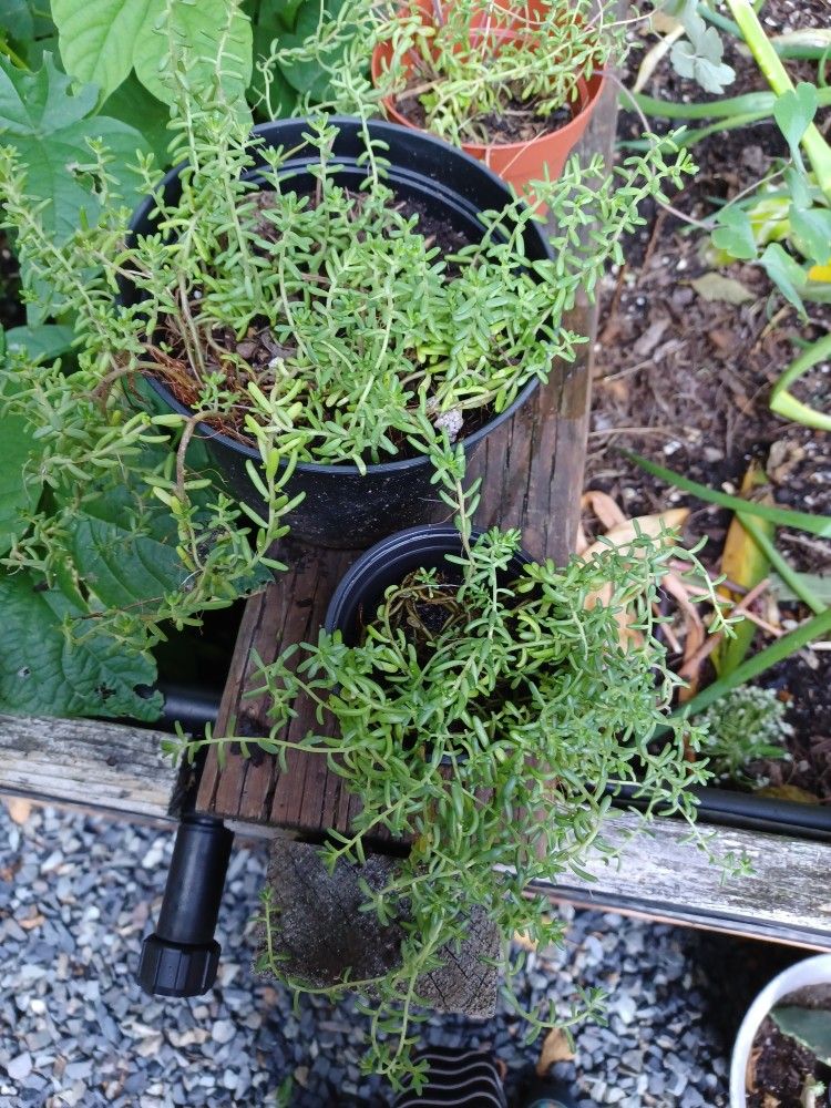 Ground Cover Succulents. Yellow Flowers Plant