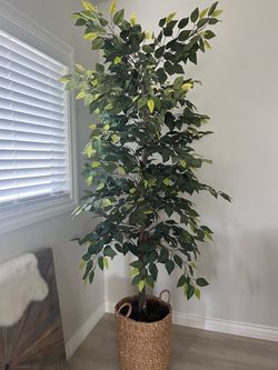 Faux Ficus Tree