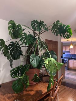 Large, unruly, fiddle leaf fig