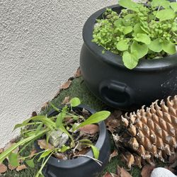 Matching Planting Pots 