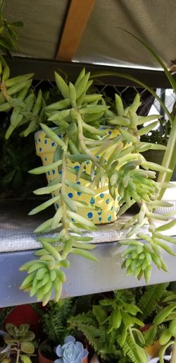 Natural plant