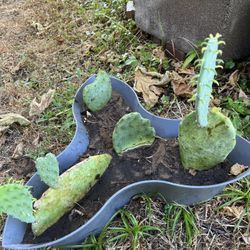 Nopal O  Captus 15 dolares