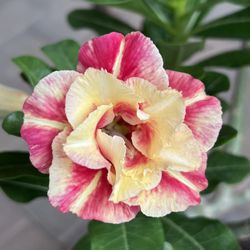 Yellow and pink flowers Desert Rose.