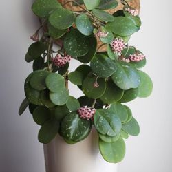 4” Hoya Obovata 