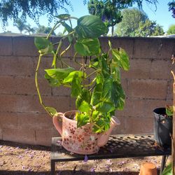 Pothos plants