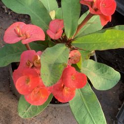 Crown of Thorns Queen Millionaire Euphorbia Milii Hybrid
