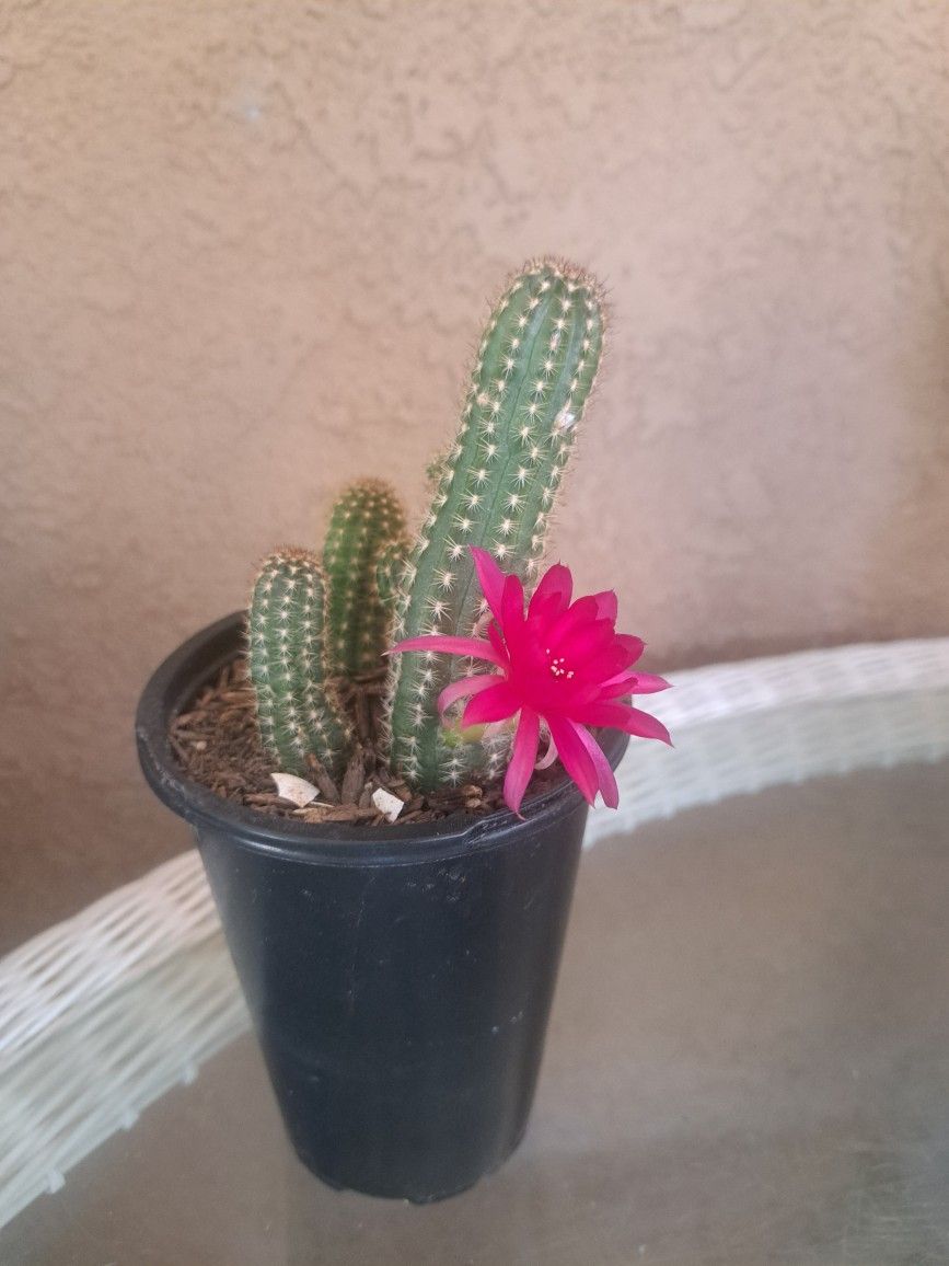 Cactus 🌵