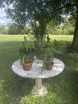 Table And All Plants
