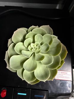 Fake succulent