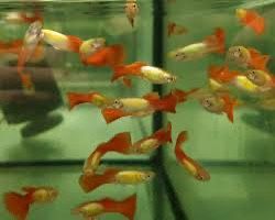 Live Guppy Breeding Pair