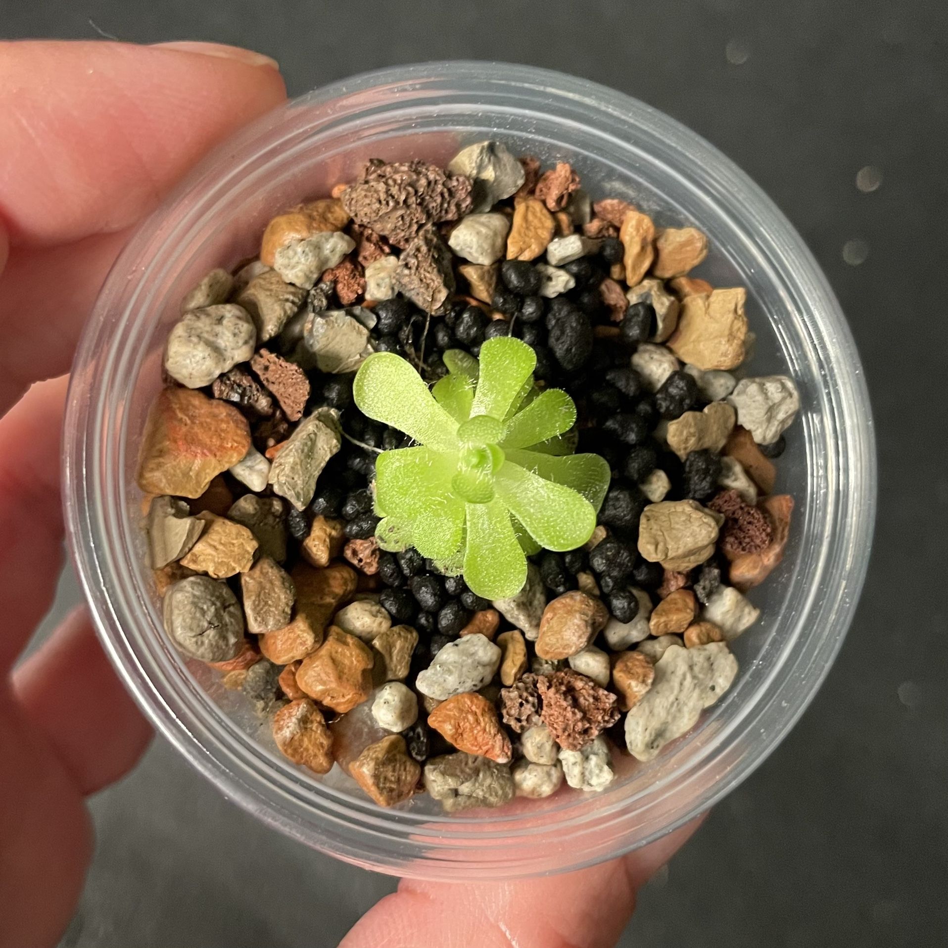 Pinguicula rotundiflora × gracilis