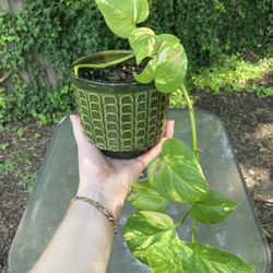 Small Pothos Plant In Decorative Pot