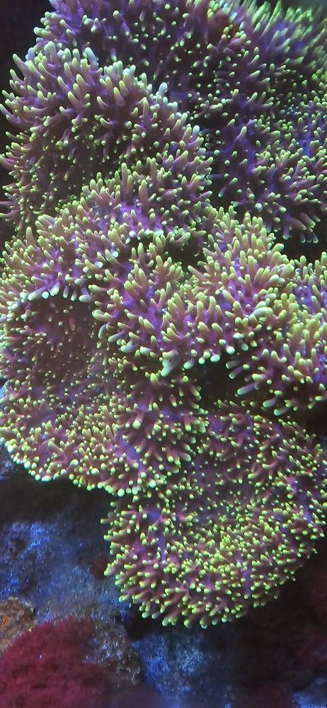 Ornamental Corals For Sale In Lake Worth Beach F.L.