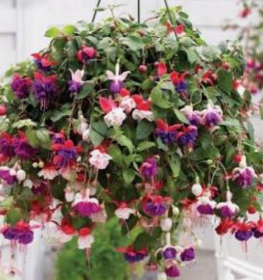 Hanging Baskets And Potted Plants