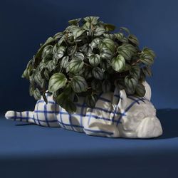 NEW Anthropologie Mark D. Sikes Poppy Planter succulent frenchie french bulldog boston terrier pug dog ceramic trinket dish cute present