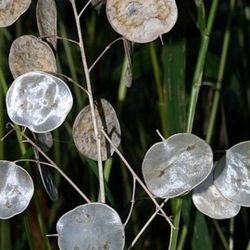 Money plant or Lunaria Biennis