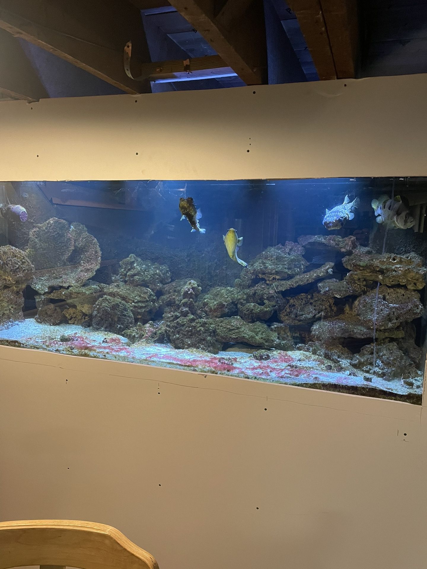 220 Gal Fish Tank