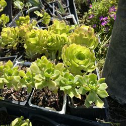 Succulent Plants 