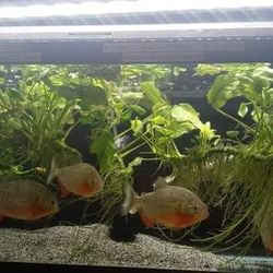 Fish Tank And Accessories