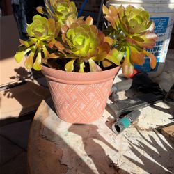 Aeonium Succulent