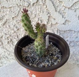 3 Inch Pot Cactus / Cacti Plant - California Native - Many Fingers Cactus - Drought Resistant - Rooted & Established - Great for landscaping and arran