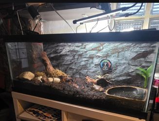 20 gallon long reptile tank. Terrarium pacman frog tank.