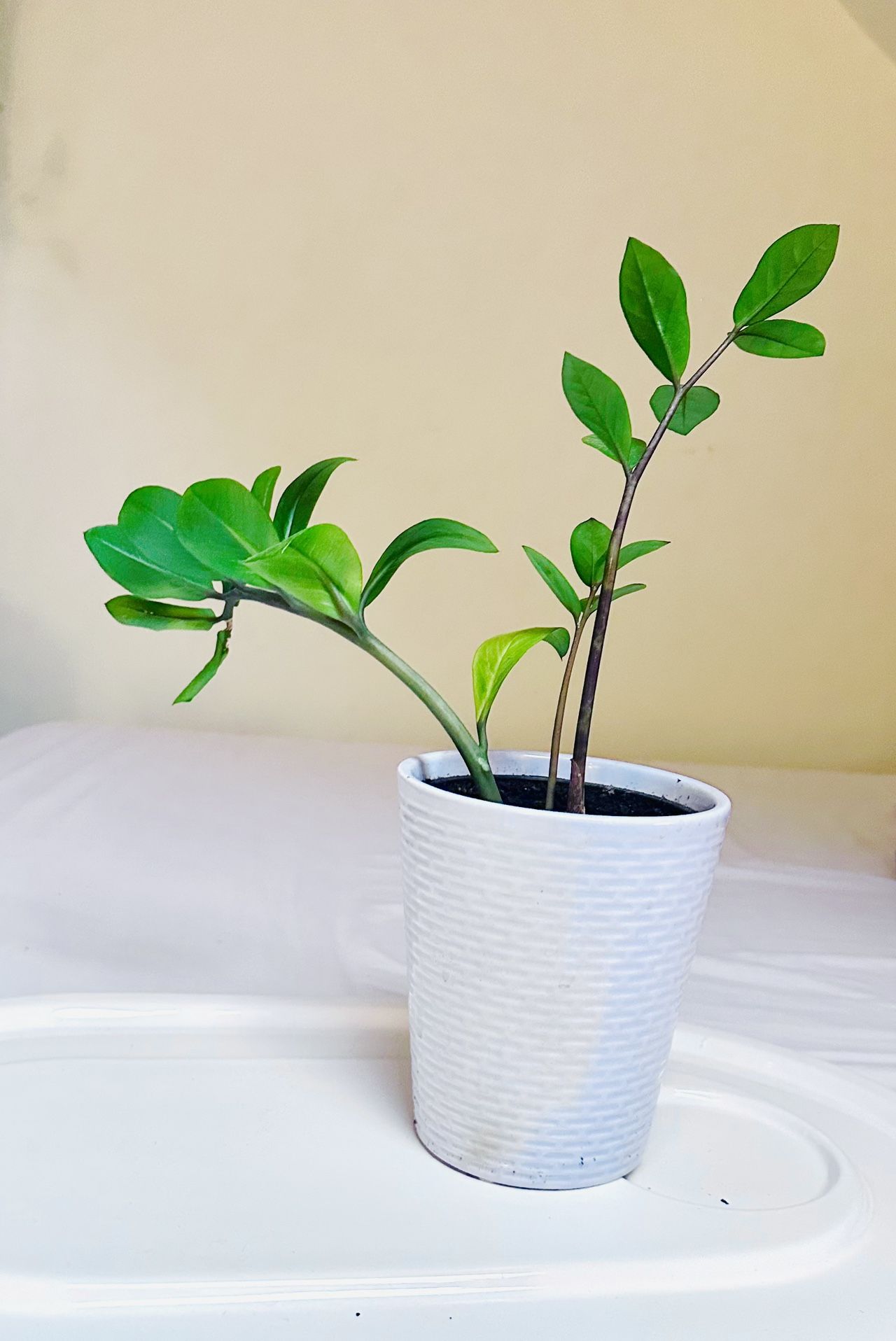 Zz Plant