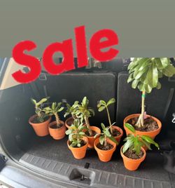 Plants