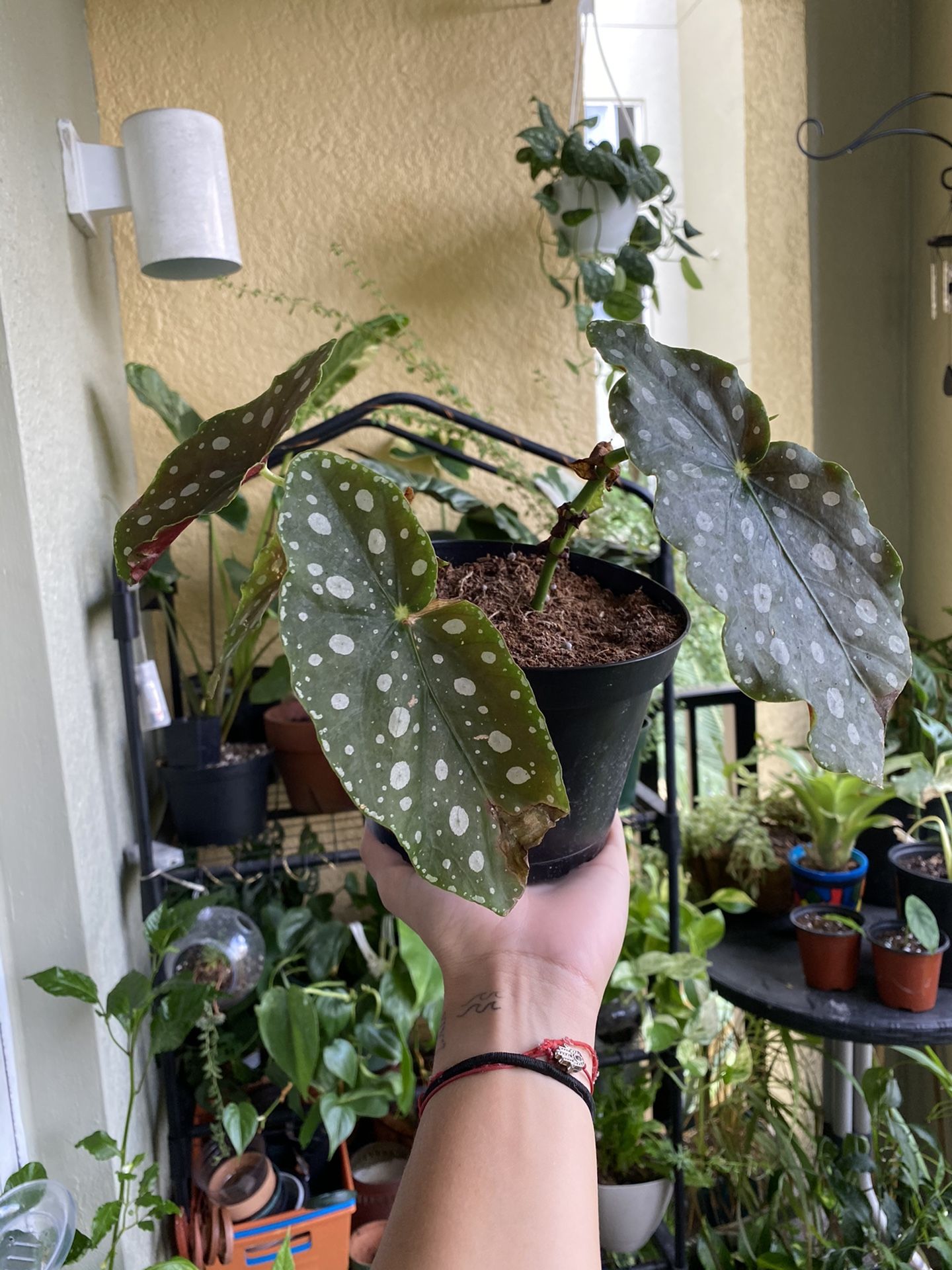 Begonia Maculata Wightii live house plant