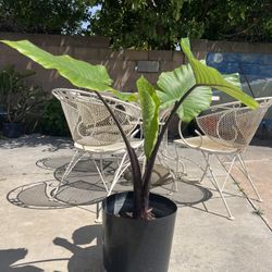Dark star Plant 