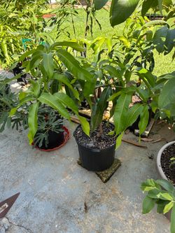 7 Gallon Sunrise grafted mango tree