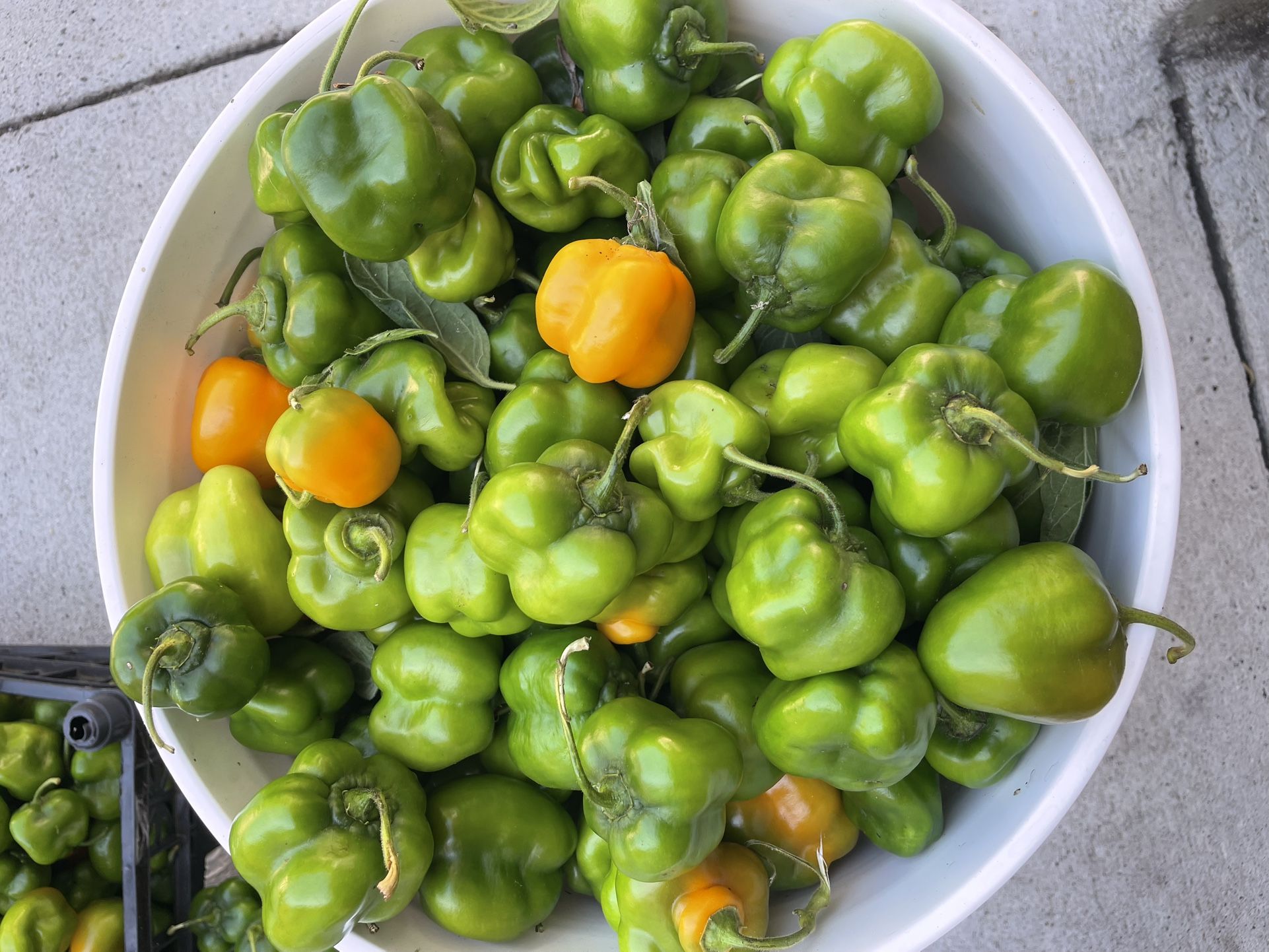 Manzano chiles