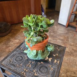 Simply Adorable  Ceramic Turtle  Pot With Live Jade