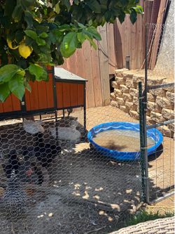 Free pool