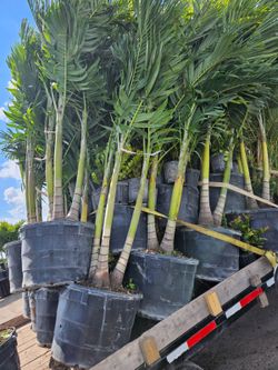 Christmas palms single double triple tall insta privacy hedge for fence