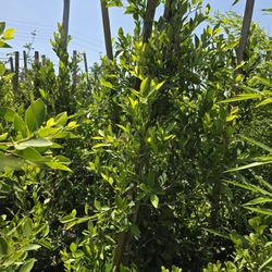 Ficus Nitida Hedge Or Private