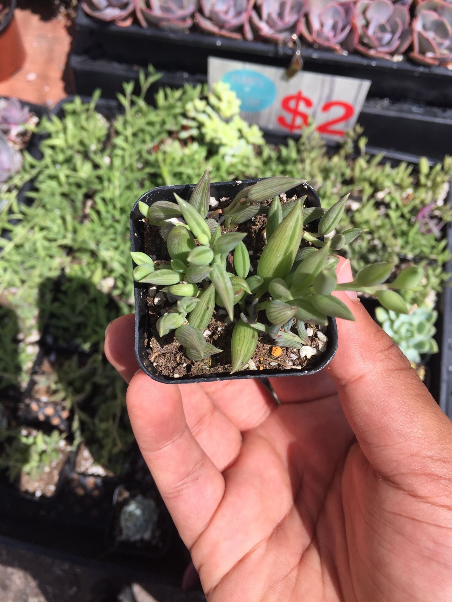 Assorted Succulent Plants