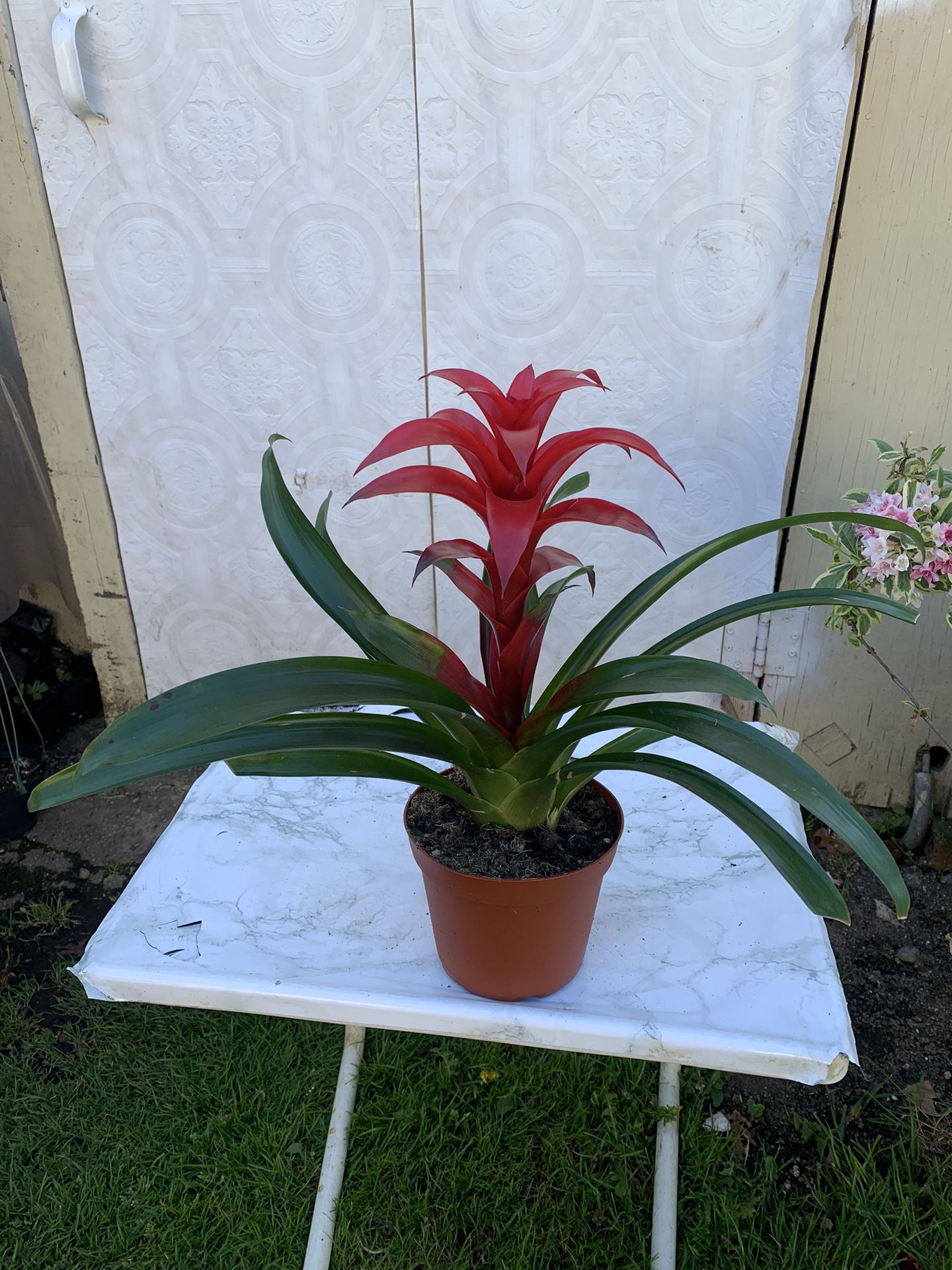 Indoor Plants