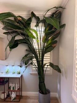 Huge 9 ft White Bird of Paradise – 4 Mature Plants + Planter – $150 OBO