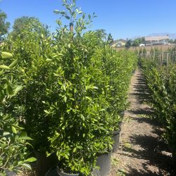 Ficus Nitida 15 Gallon Privacy