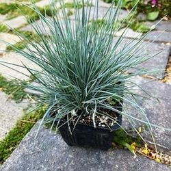 Blue Fescue Grass Landscape Garden Ornamental Festuca Glauca
