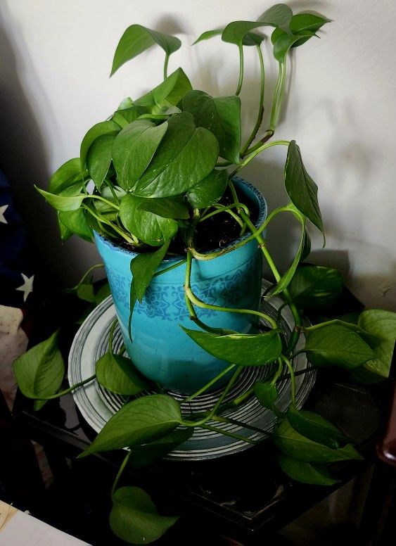 Planta Photos 