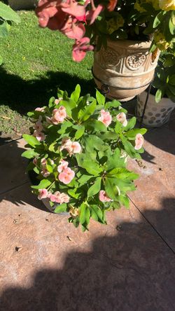 corona de cristo de méxico