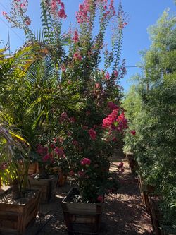 Crepe Myrtle multi trunk
