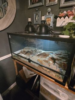🦎 FANCY BEARDED DRAGON + FULL TANK SETUP – $125 🦎