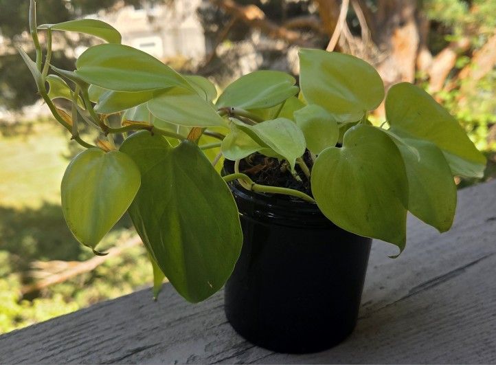 Lemon Lime Philledendron